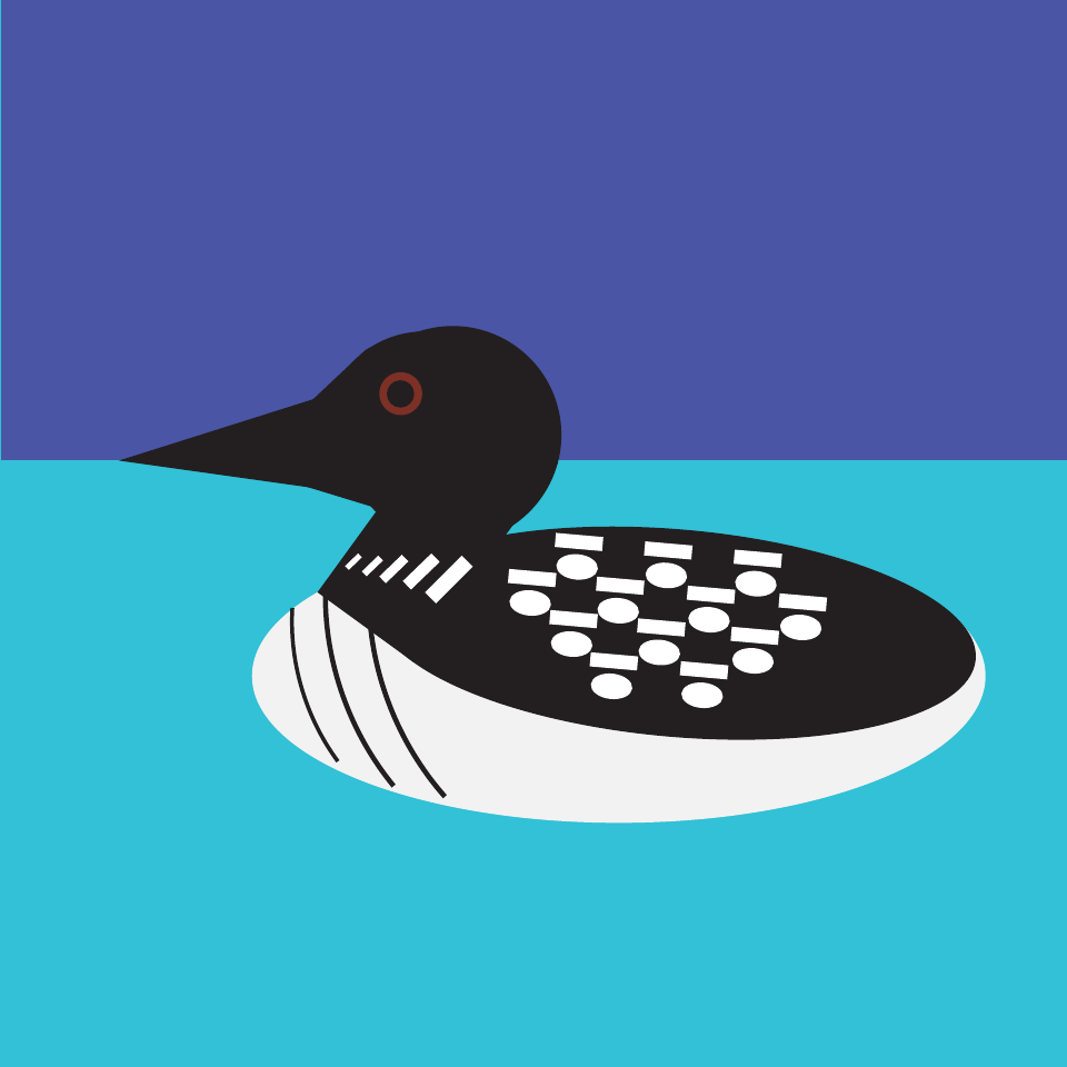 A black and white loon floating on turquoise water.